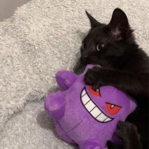 Meet your Posher, Bray